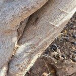 Acacia anceps 樹皮