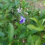 Rotheca myricoides फूल