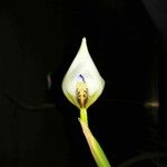 Neomarica northiana Flor