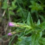 Epilobium alpestre Blodyn