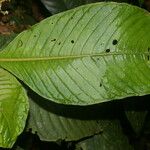 Notopleura capacifolia Hoja