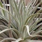 Tillandsia pohliana 葉