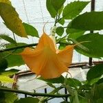 Brugmansia suaveolensFlower