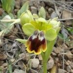 Ophrys lupercalis x Ophrys lutea