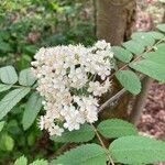 Sorbus aucupariaFlower