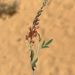 Indigofera oblongifolia Blomma