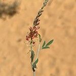 Indigofera oblongifolia Blüte