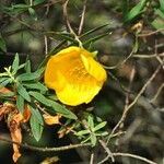 Hypericum lanceolatum Flower