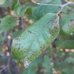 Mediusella bernieri Yaprak