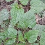 Laportea interrupta 葉