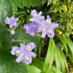Iris japonica Flors