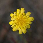 Agoseris heterophylla 花