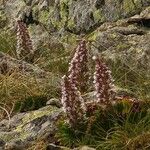 Saxifraga florulenta Habitus