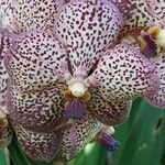 Vanda coerulescens Flor