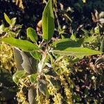 Quercus ilex Yaprak