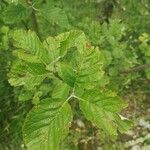 Sorbus mougeotii Hoja