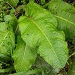 Rumex obtusifoliusList