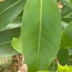 Myrsine guianensis Leaf