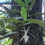 Angraecum angustipetalum Habit