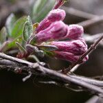 Lonicera rupicola