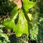 Quercus nigra Leaf