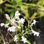 Valeriana tripteris Blüte