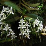 Cyrtorchis okuensis Flower