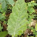 Salvia aethiopis Leaf