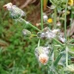 Sonchus asper Frucht