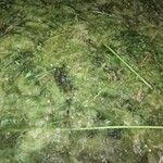 Lemna trisulca Hoja