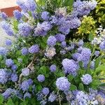 Ceanothus arboreusFlor