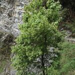 Acer campbellii Buveinė