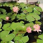 Nymphaea odorata Fiore