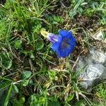 Gentiana acaulisKvet