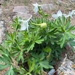 Delphinium bicolor Λουλούδι