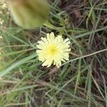 Crepis albida Flor