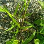 Setaria verticillata Blatt