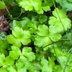 Sanicula europaea Hoja