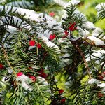 Taxus baccata Hoja