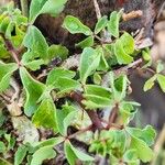 Commiphora schimperi Leaf