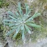 Saxifraga longifoliaFlor