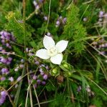 Gentianella campestrisफूल