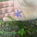 Viola canina Flors
