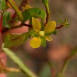 Ludwigia hyssopifolia Habit