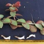 Codonanthe macradenia Fruto