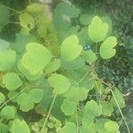 Thalictrum dioicum Folio