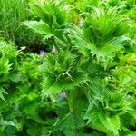 Eryngium giganteum Habit