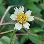 Tridax procumbens Blomst