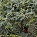 Bencomia brachystachya Alkat (teljes növény)