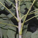 Ceiba aesculifolia Corteza